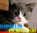 Kucing dana